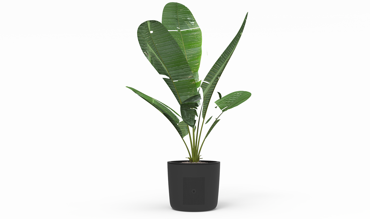 Plant pot that cleans your air and never has to be watered